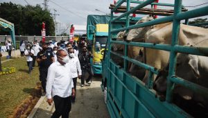 Pemberian Bantuan Hewan Ternak-1
