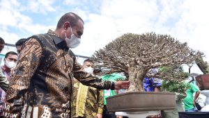 Foto Gubsu Tinjau Pameran Bonsai 7