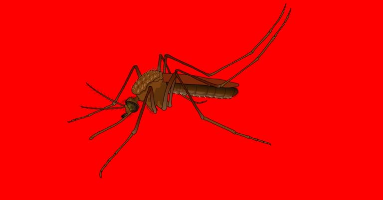 Ilustrasi Nyamuk Aedes Aegypti