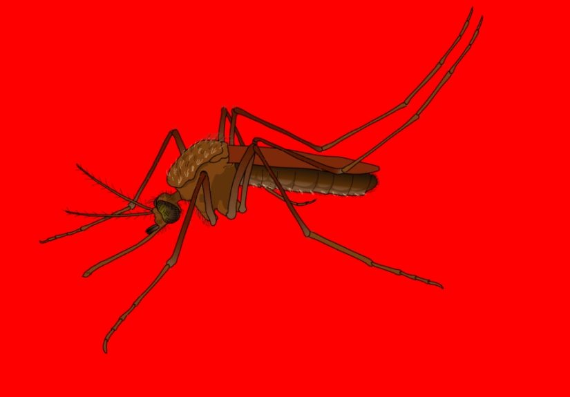 Ilustrasi Nyamuk Aedes Aegypti