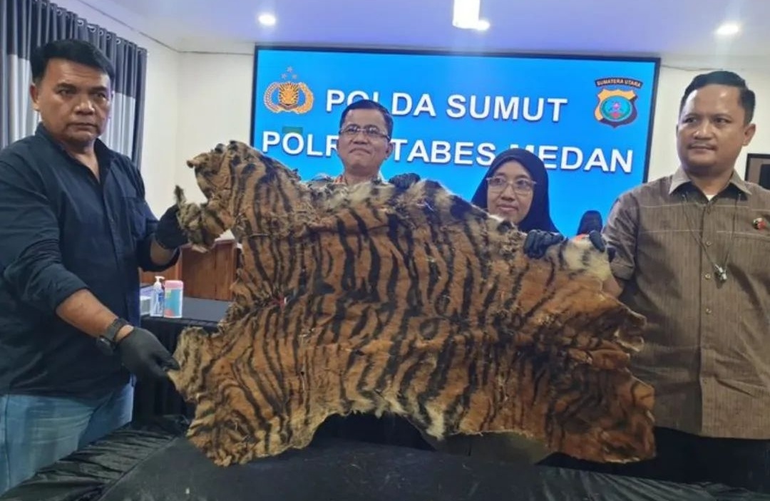 Nyamar Jadi Pembeli, Polisi Tangkap Pelaku Penjual Kulit Harimau di Deliserdang