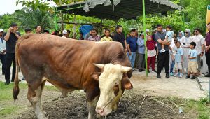 Gubsu_Kurban di Kampung Nelayan Medan Labuhan 5