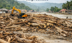 Ilustrasi Kayu Gelondongan